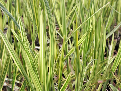 Wasserschwaden - Glyceria maxima vadriegata
